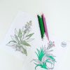 air-plant-adult-coloring-sheets-pop-shop-america_square