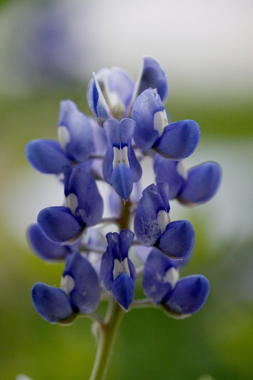 How to Grow Texas Bluebonnets