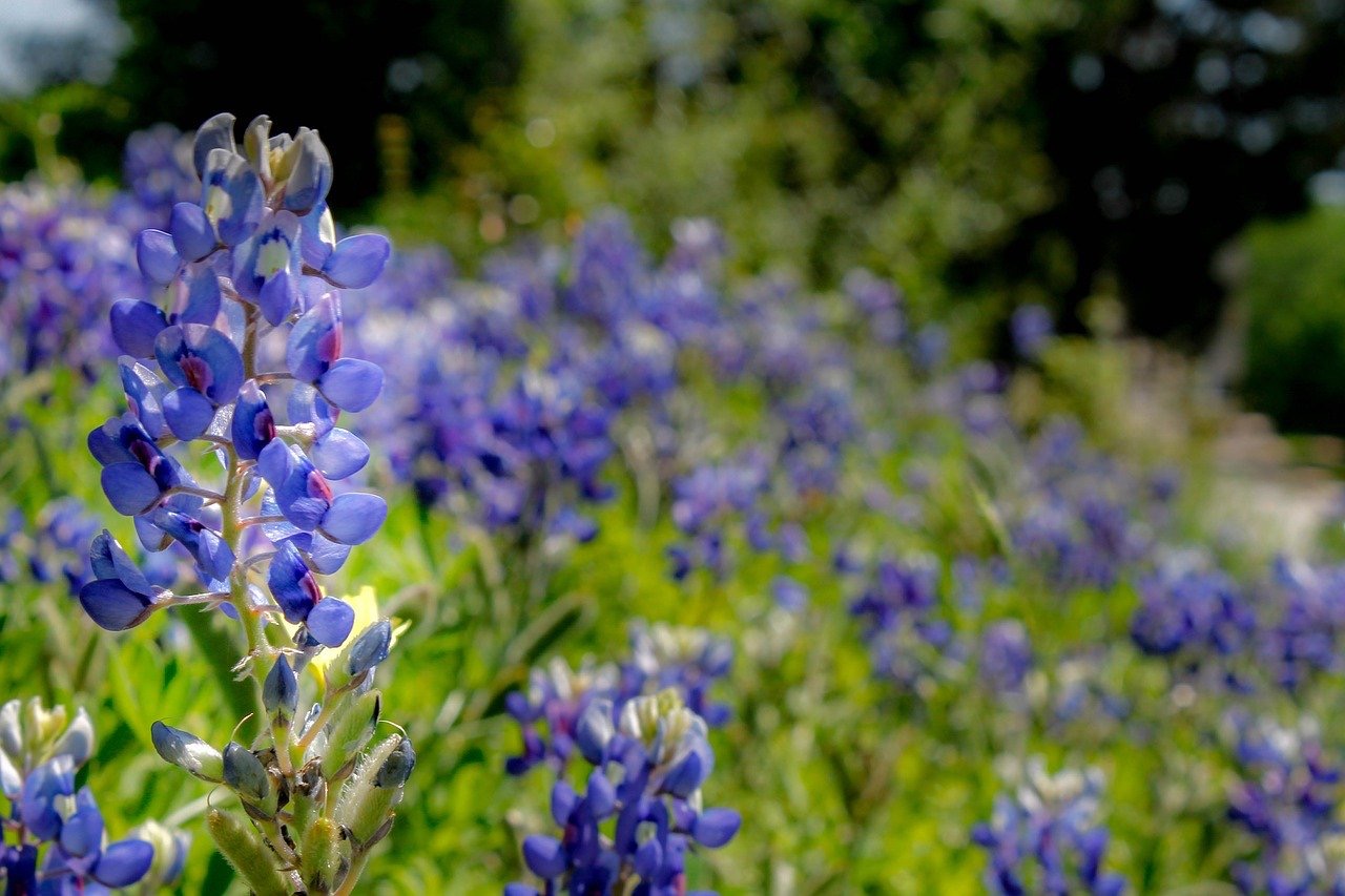 how to plant and grow bluebonnets gardening pop shop america