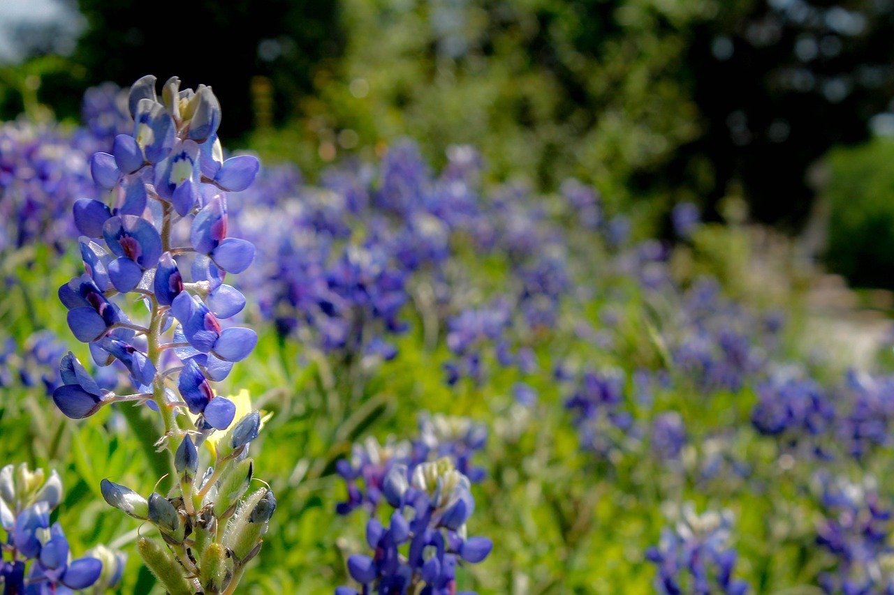 Texas Bluebonnet Flower