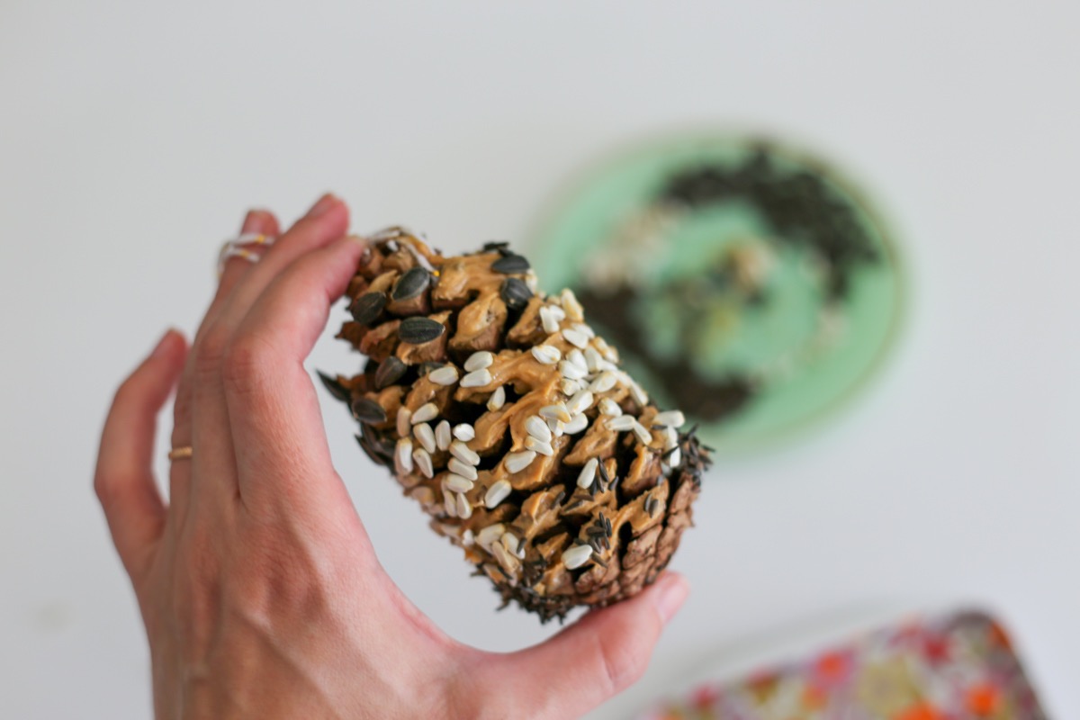 diy pine cone bird feeder coated craft in style