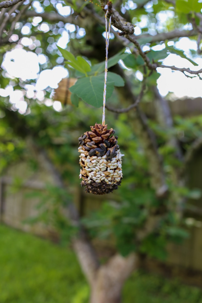 finished pine cone bird feeder in a tree