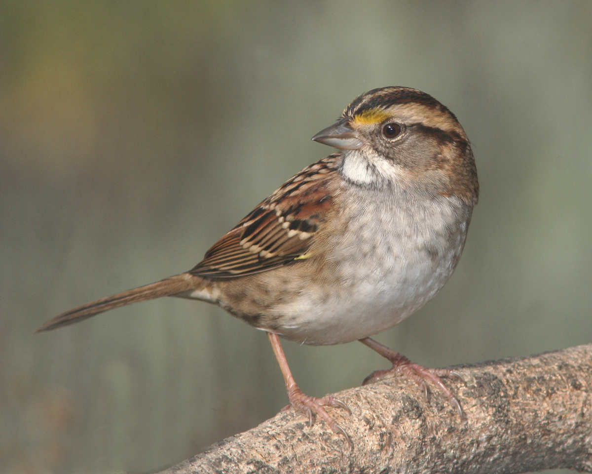 american songbird