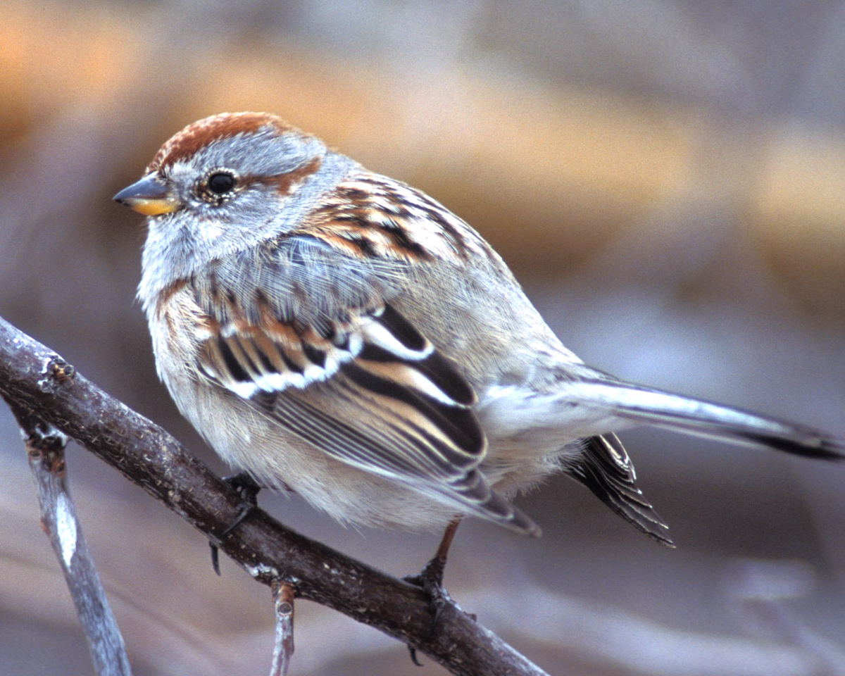 songbird_bird_feeder_pop_shop_america_american_tree_sparrow