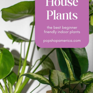 7-Best-Easy-Houseplants-Pop-Shop-America