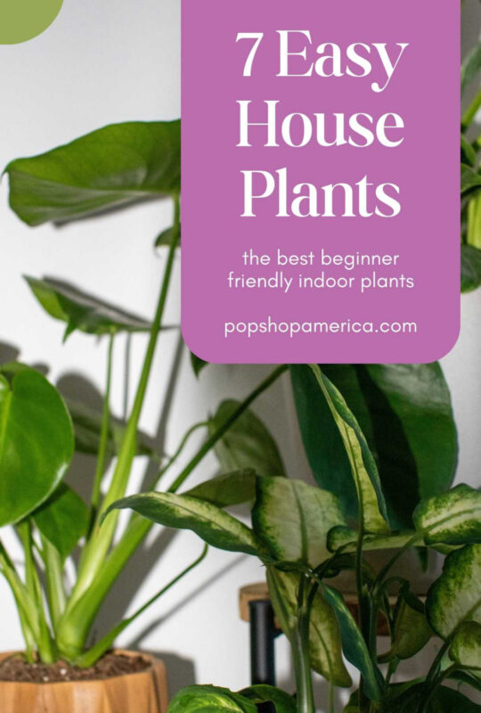 7-Best-Easy-Houseplants-Pop-Shop-America
