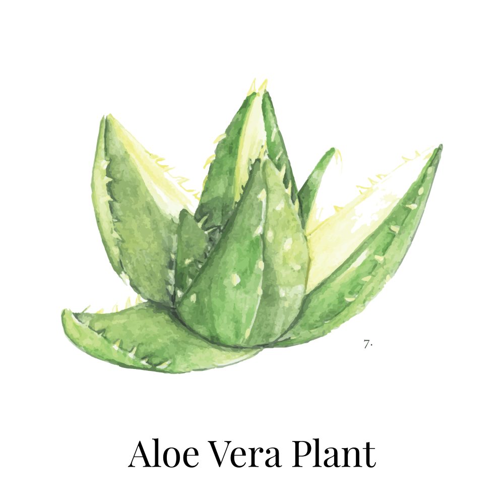 Aloe Vera Indoor House Plant 1