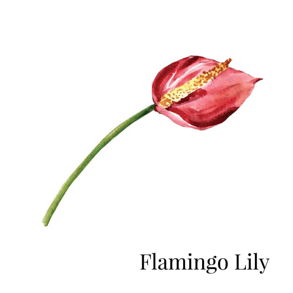 Flamingo Lily House Plant 1