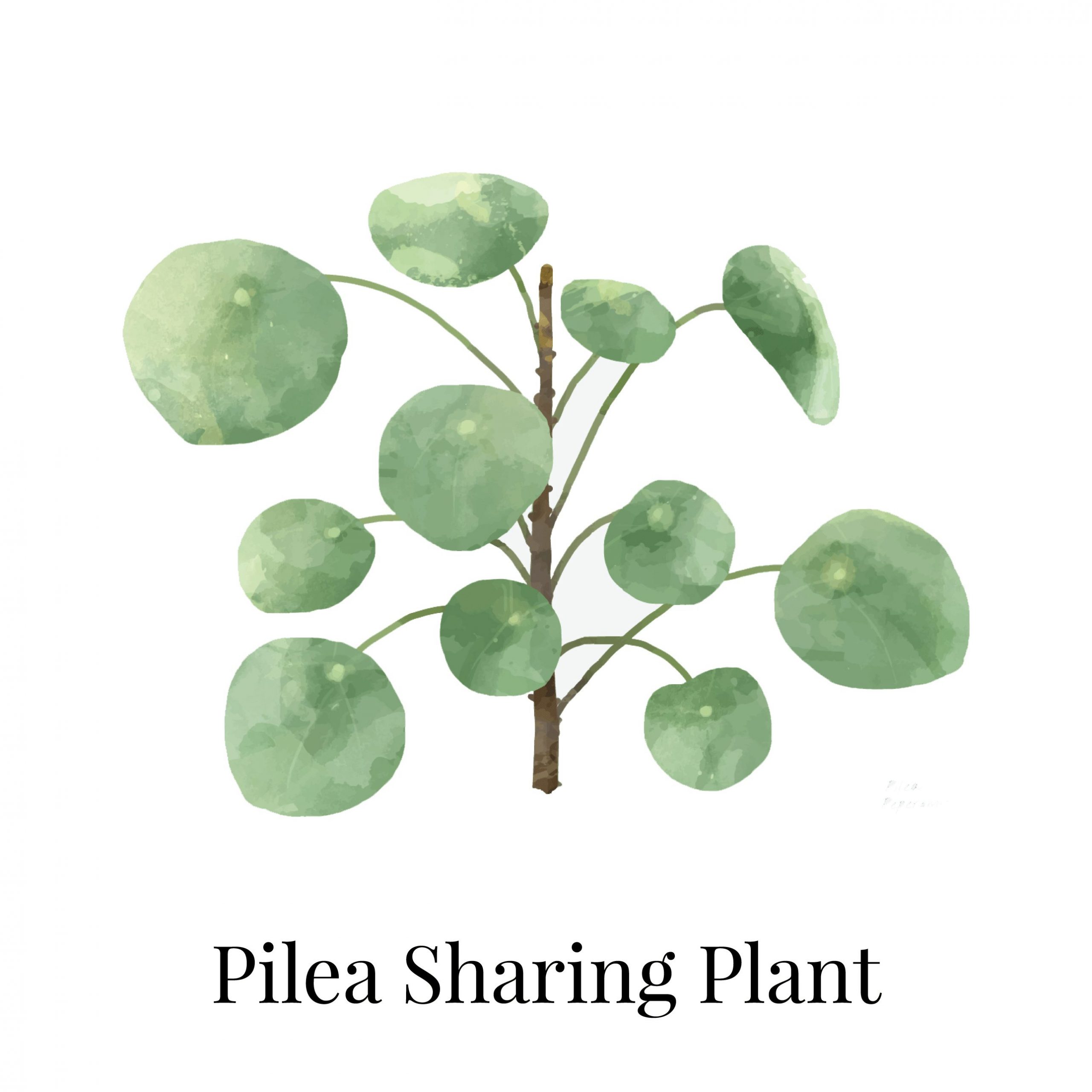 Pilea Sharing House Plant