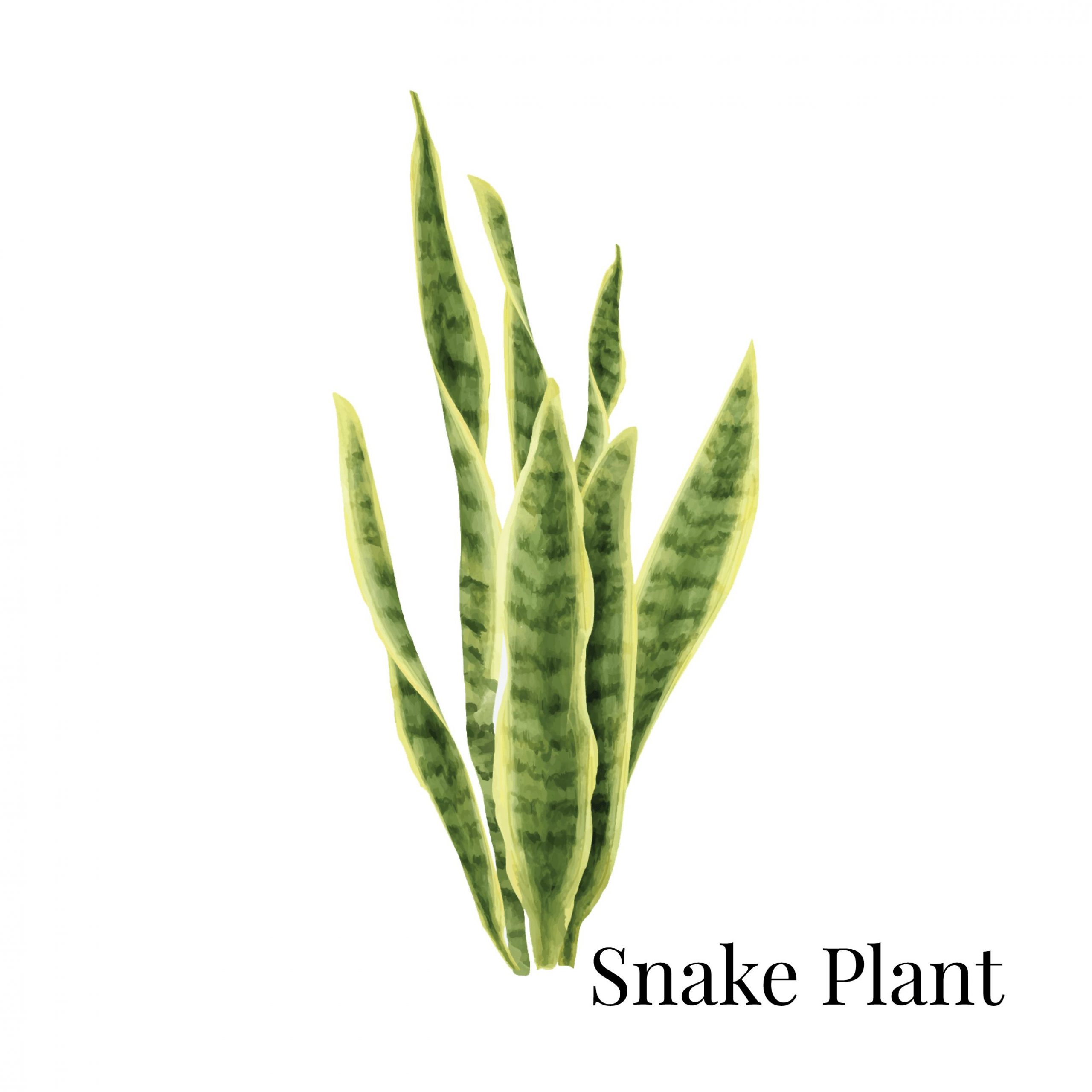 Snake Plant House Plant