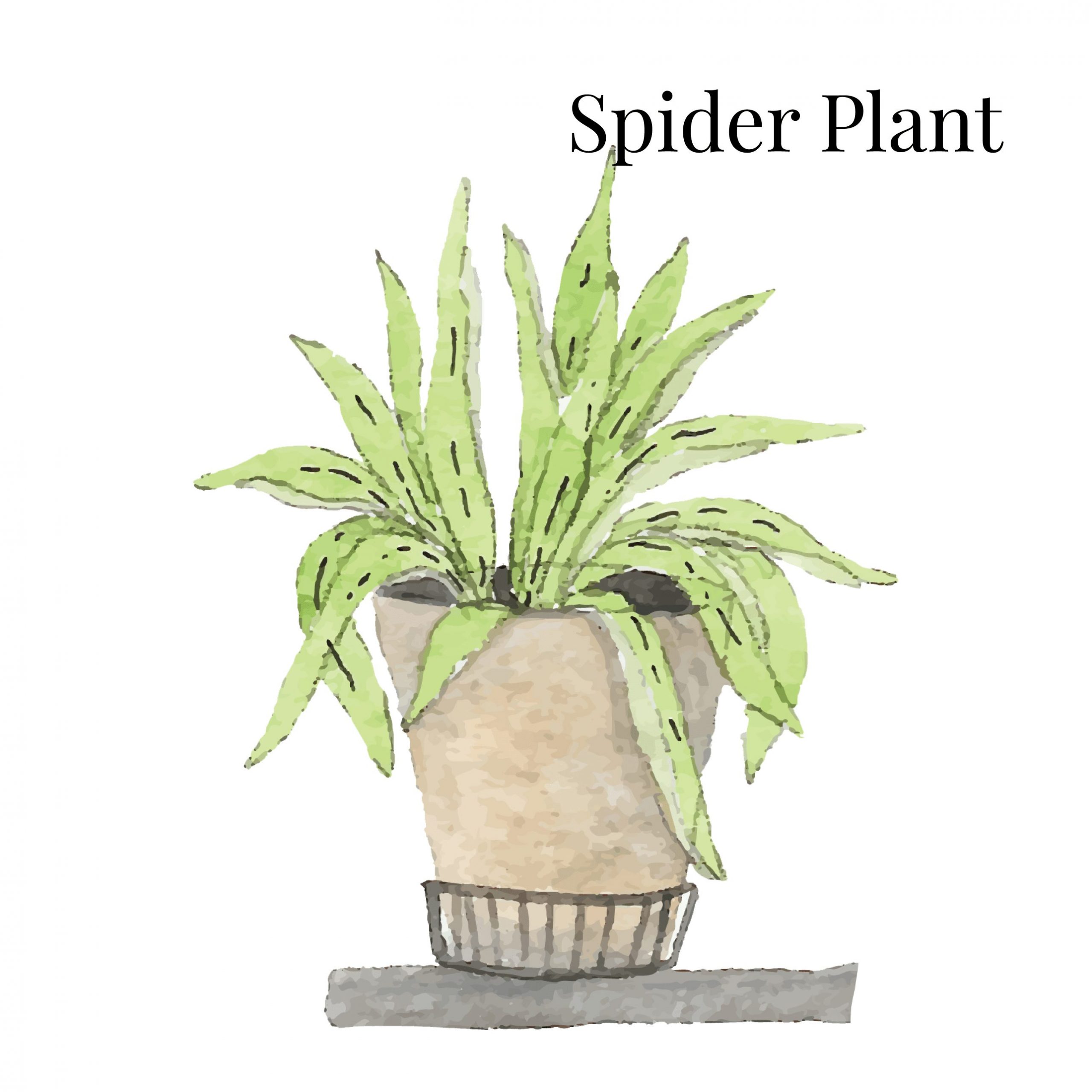 Spider Plant Indoor House Plant