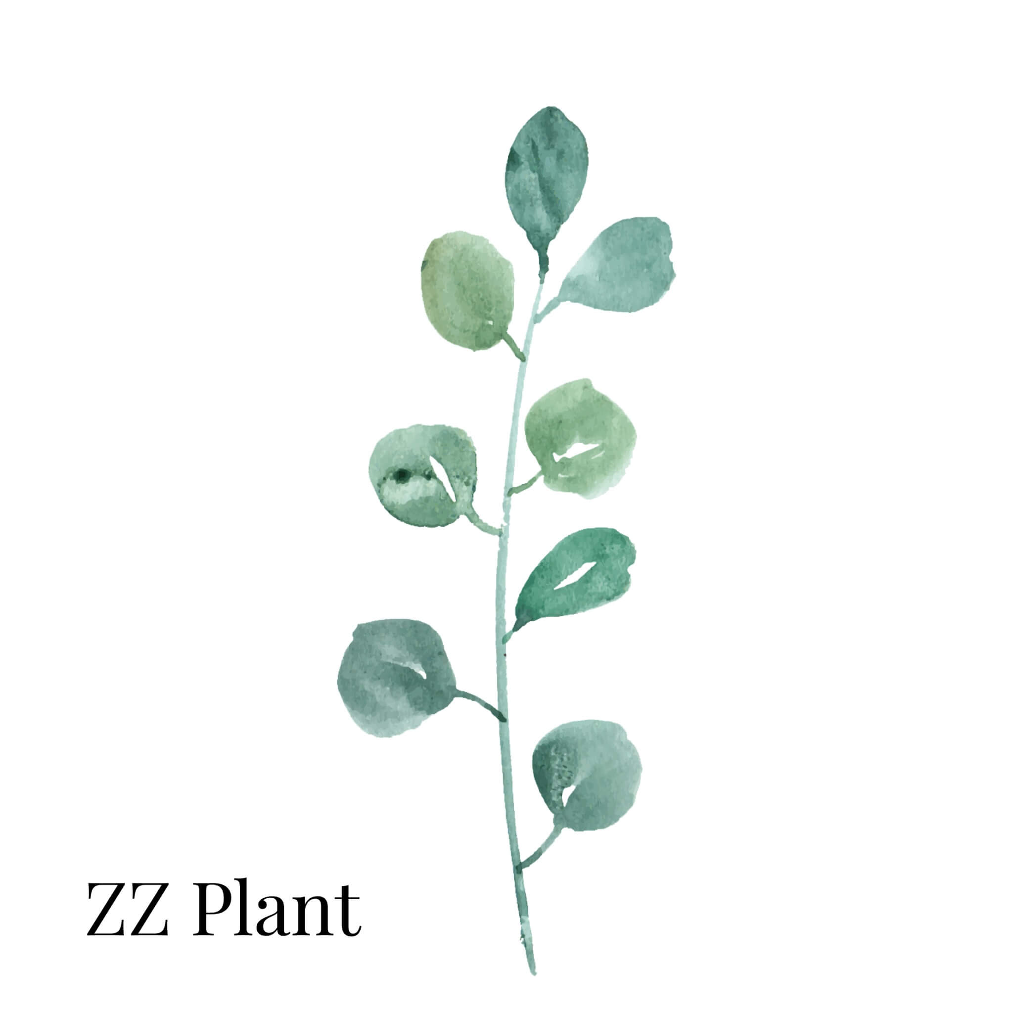 ZZ Plant Indoor House Plant