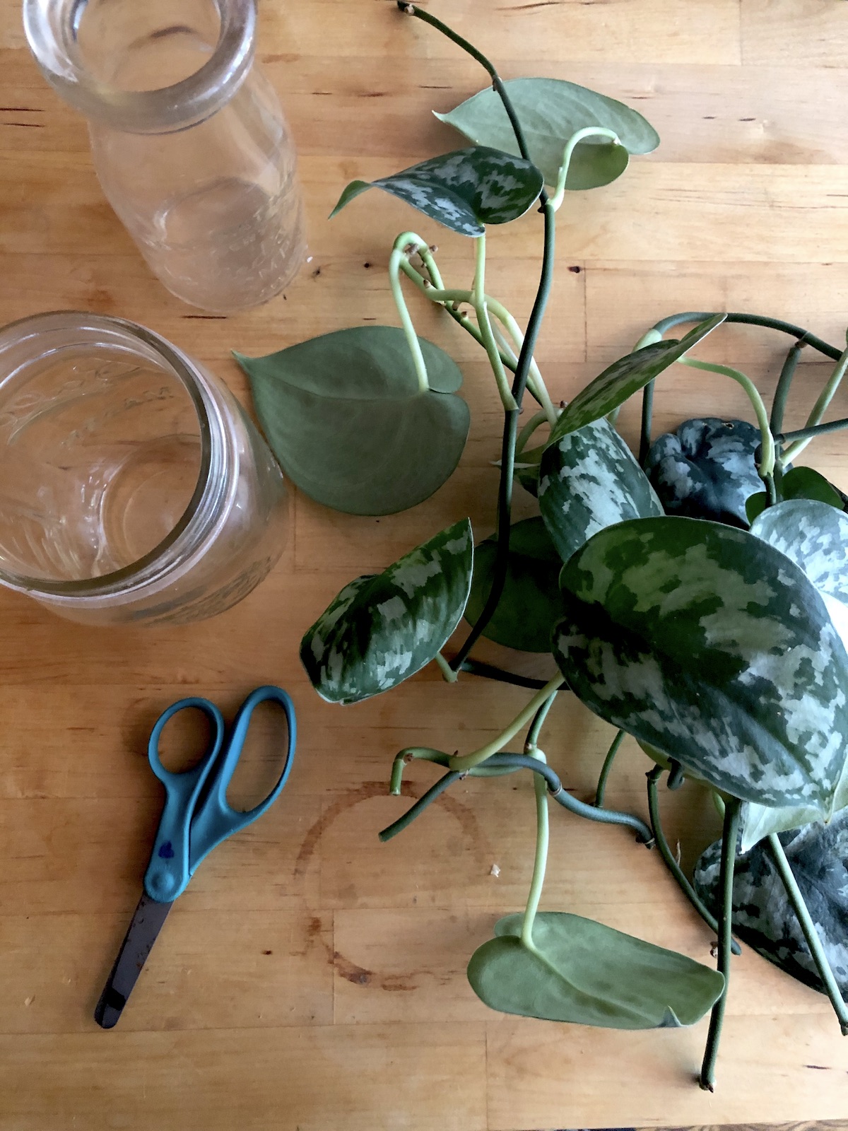 plant-propagation-glass-jars-leaf-cuttings-and-supplies