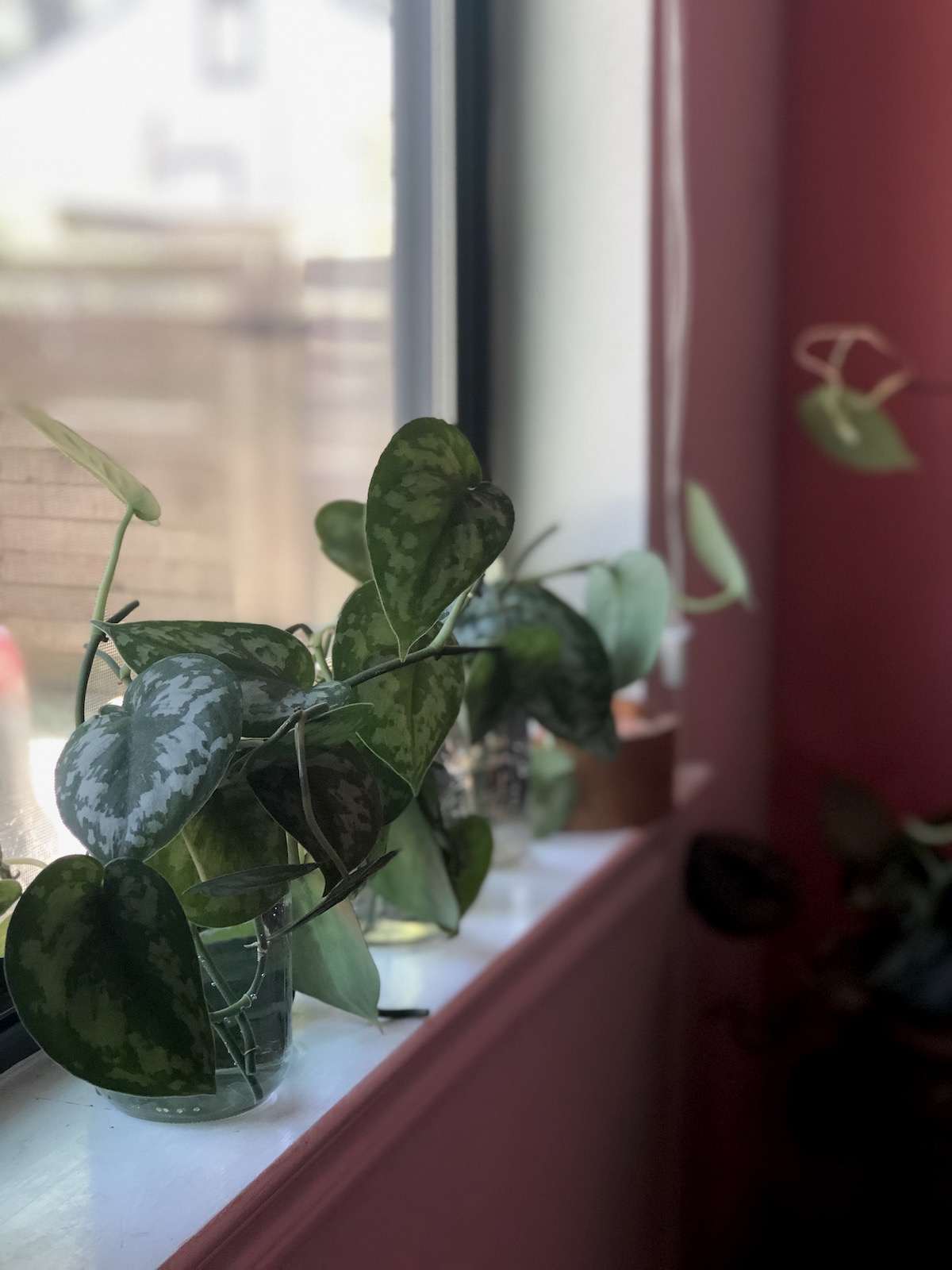 plant-propagation-leaf-cutting-jars-window-display