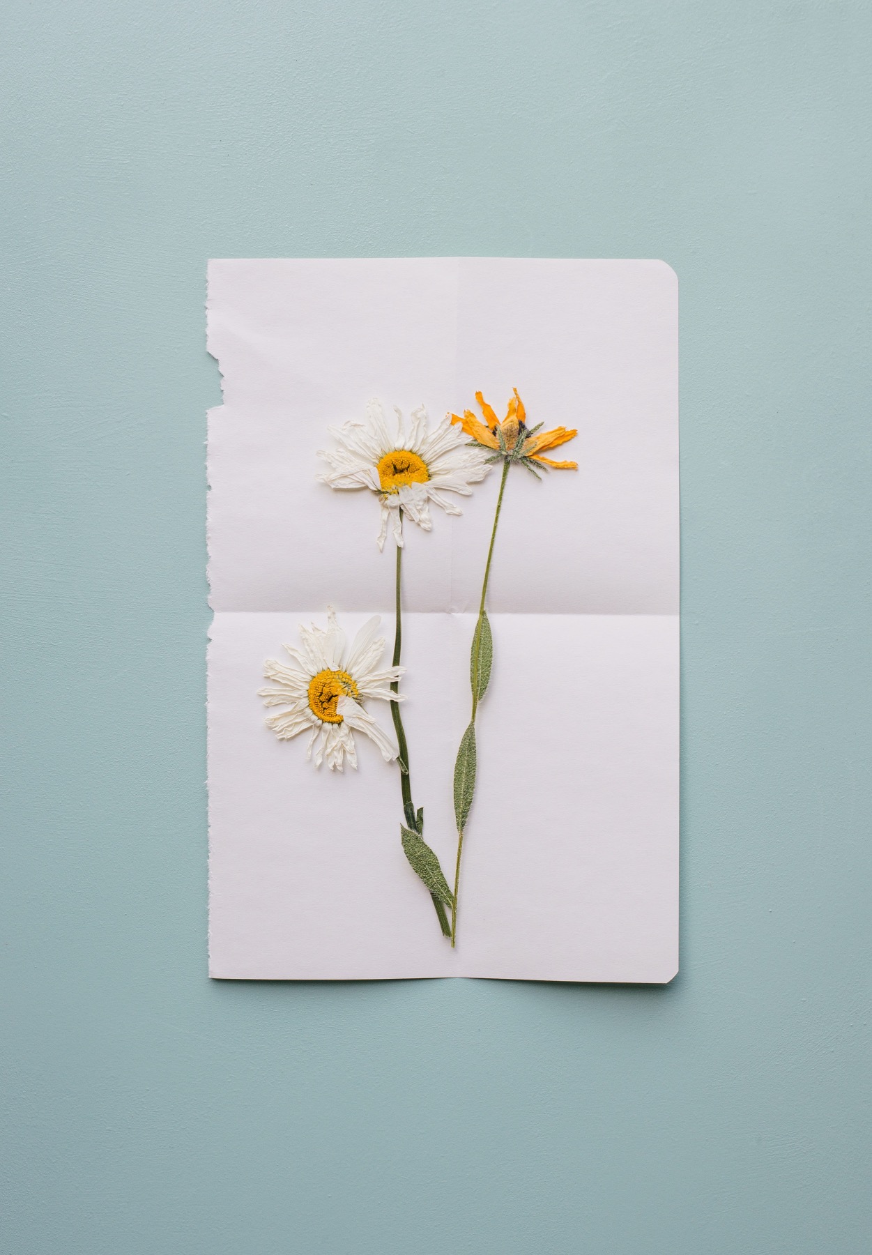 how to press flowers - with paper tutorial