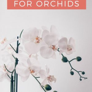 how to care for orchids guide pop shop america