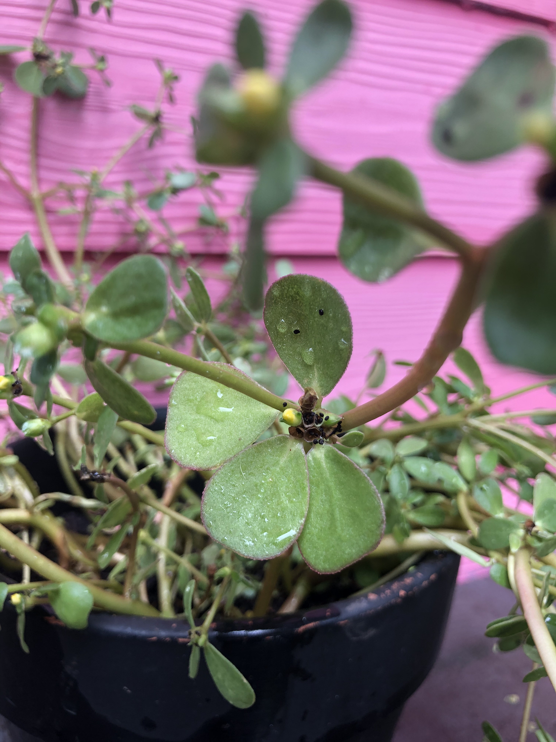 Foraging Purslane Succulent Summer Herb Concrete Garden Bed Forage Container Plant Detail