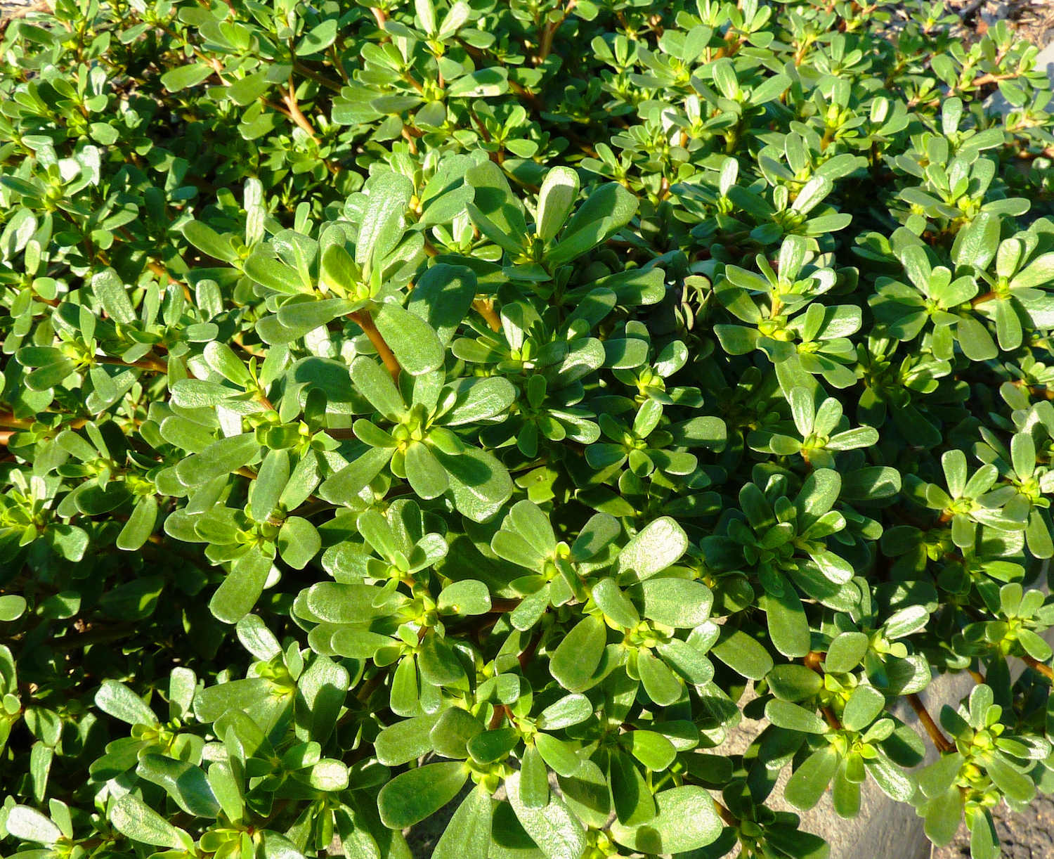 Foraging Purslane Succulent Summer Herb Concrete Garden Bed Forage Field