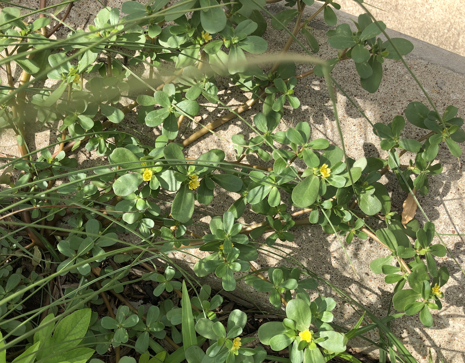 Foraging Purslane Succulent Summer Herb Concrete Garden Bed Forage