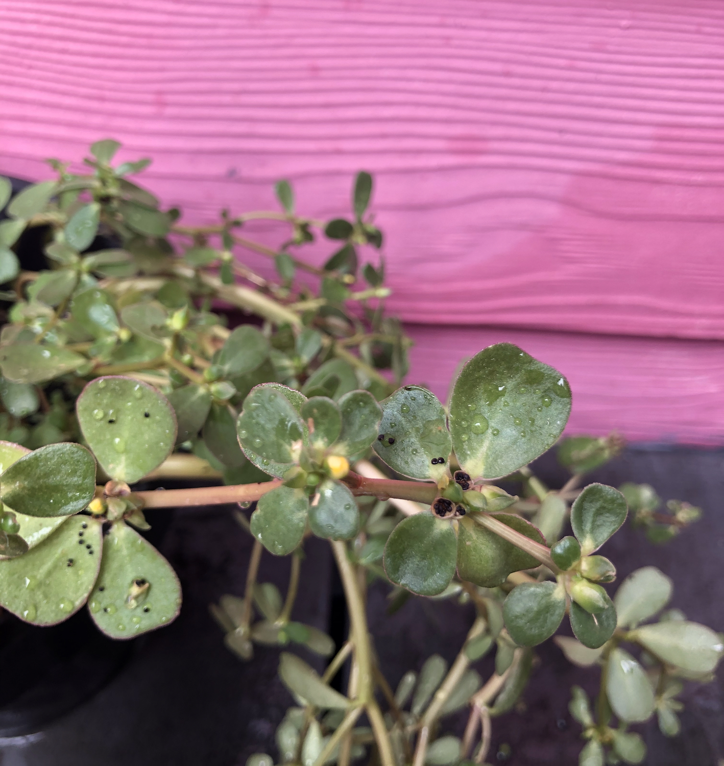 Foraging Purslane Succulent Summer Herb Container Plant Seeds