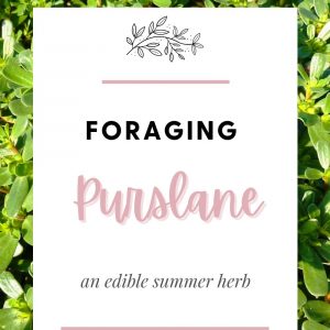 Foraging Purslane edible summer herb