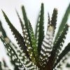 closeup-of-small-succulents_square