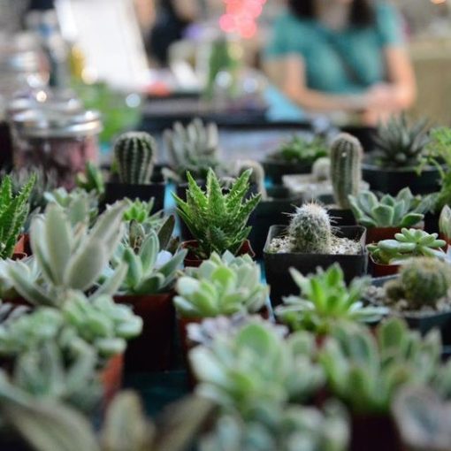 potted-small-succulents_square