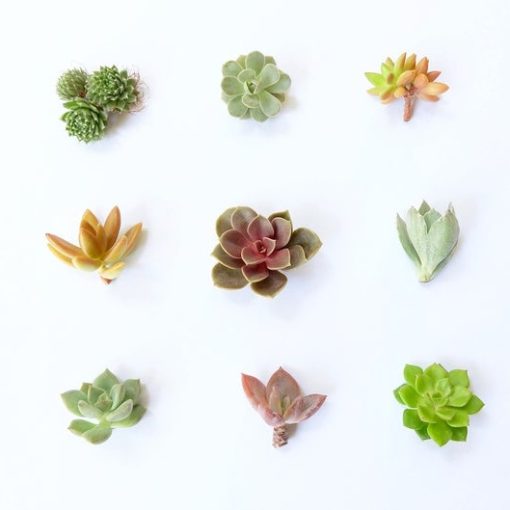 small-succulent-cuttings-pack-live-plants_square