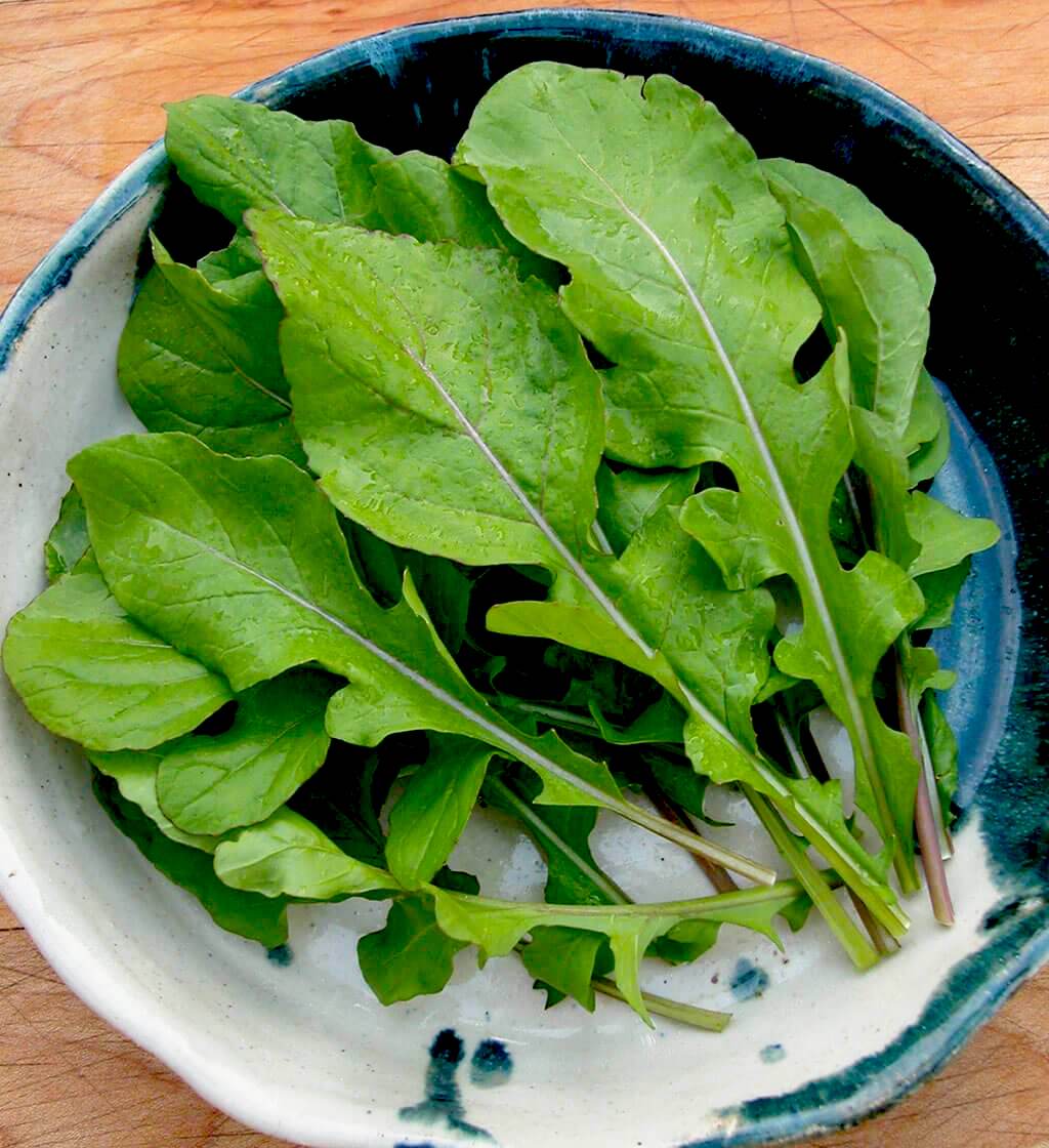 zone 9 winter green arugula ceramic bowl