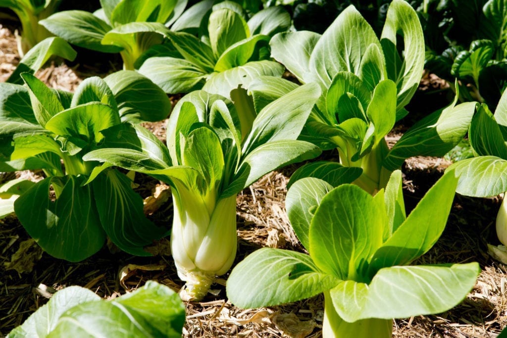 growing bok choy winter garden greens