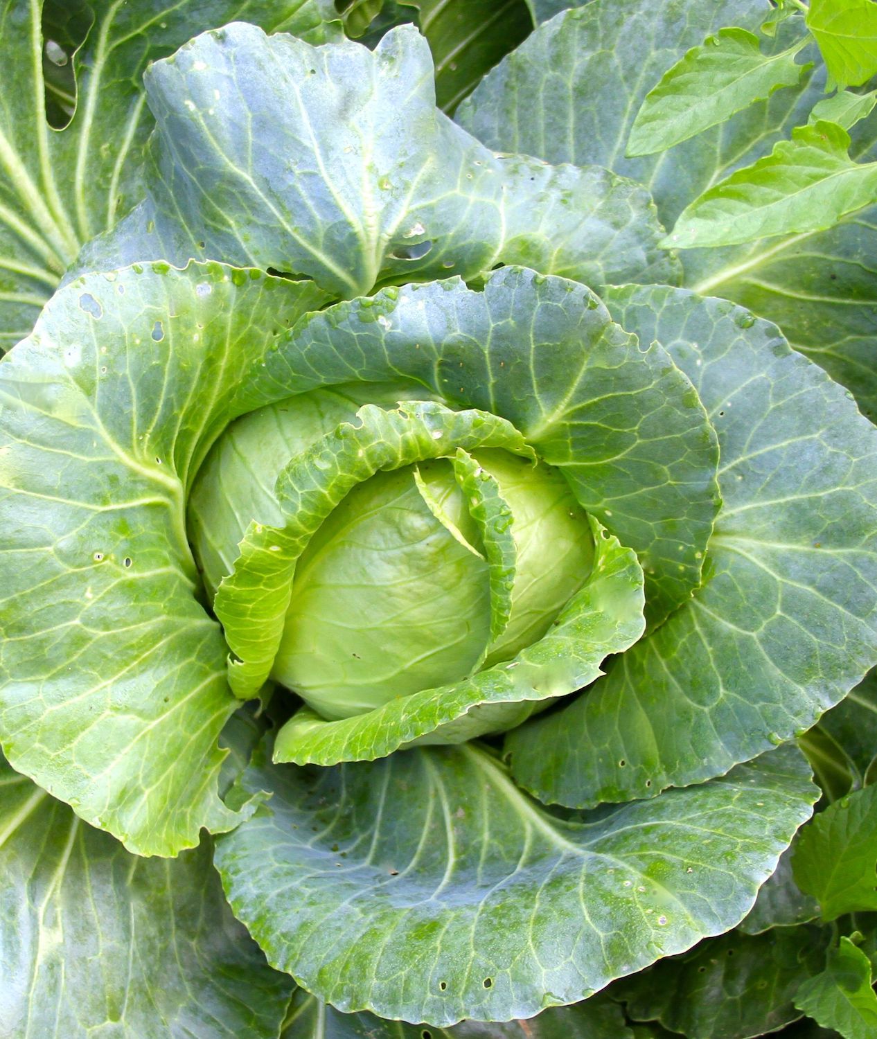 Winter Garden Greens to Grow in Zone 9