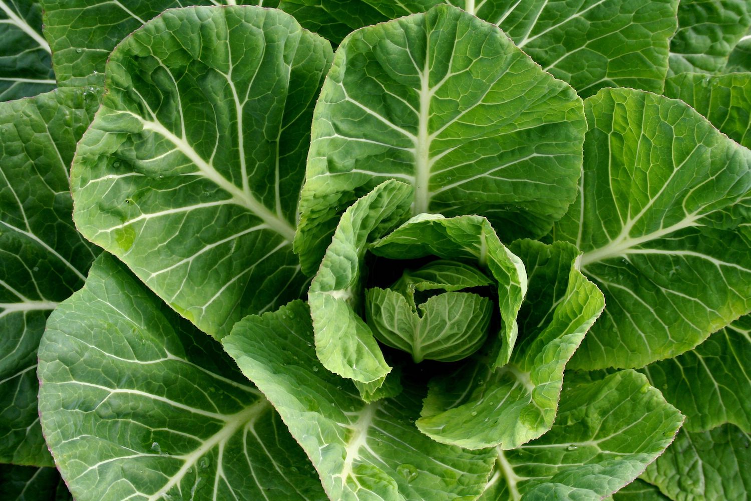 collard greens large crown big green leaves