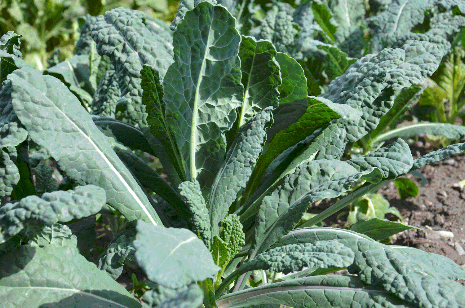 lacinato kale leaves growing in raise bed vegetable garden