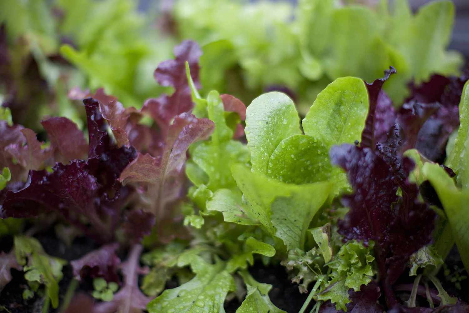 Crisp lettuce greens raised bed winter garden