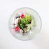 top-view-diy-succulents-terrarium-kit_square