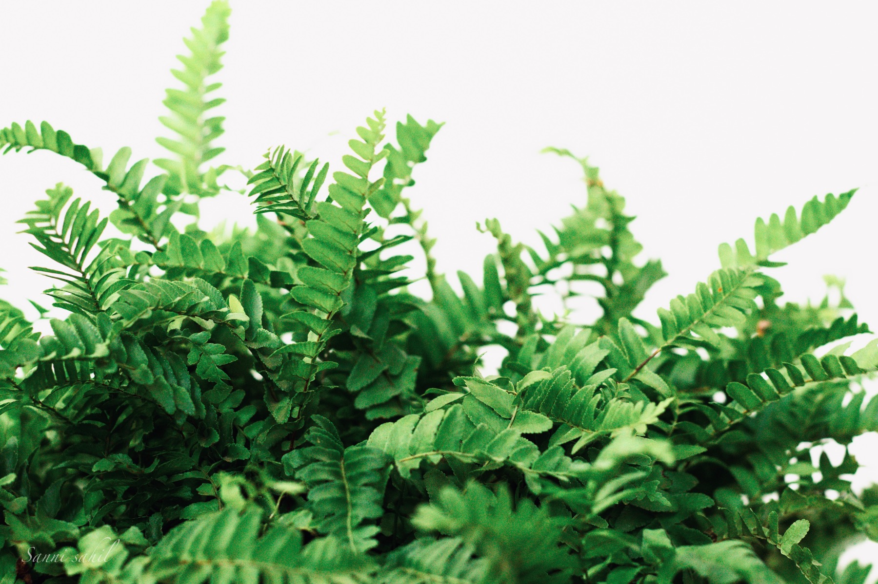 fern plants care guide gardening tutorial pop shop america