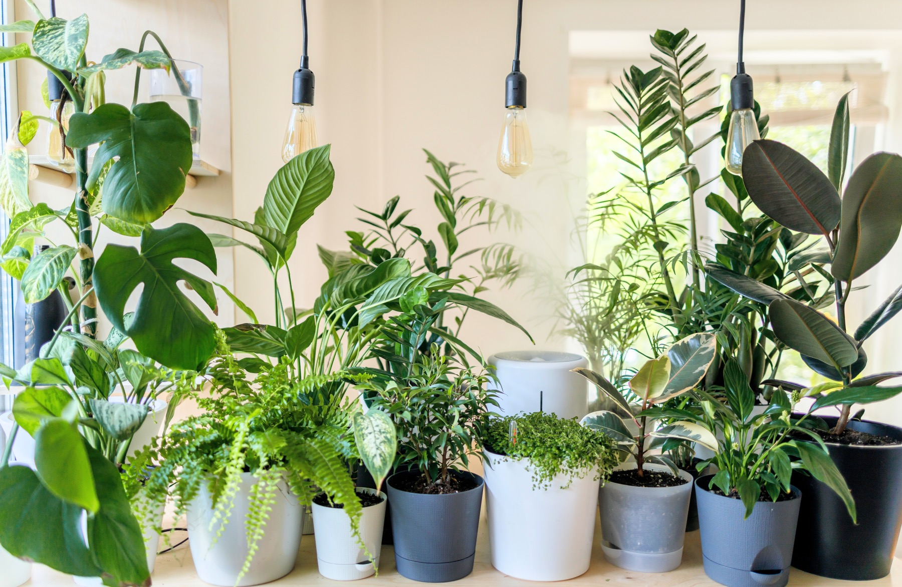ferns and other house plants gardening care guide