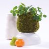finished gardening kit kokedama