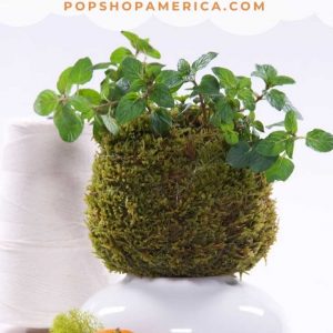 how to make a kokedama featured image