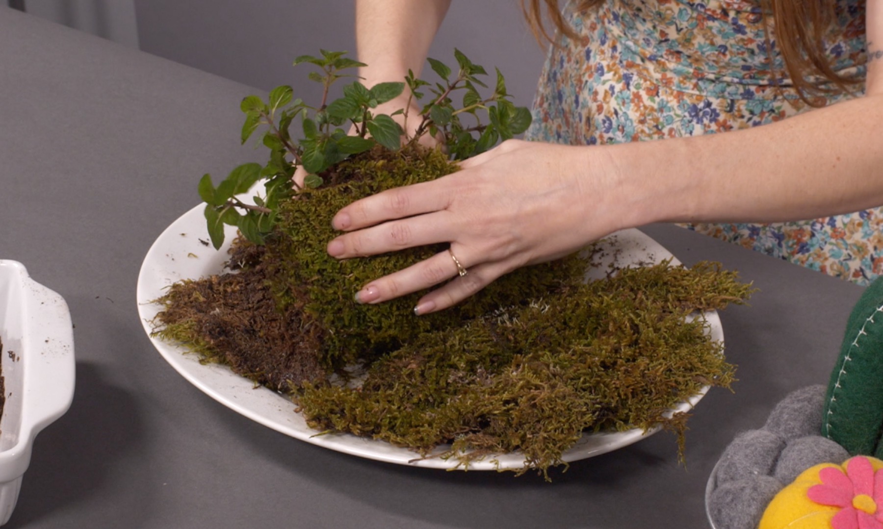 kokedama gardening tutorial wrap the reindeer moss around the plant
