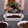kokedama plant inside the mud ball ready for moss square
