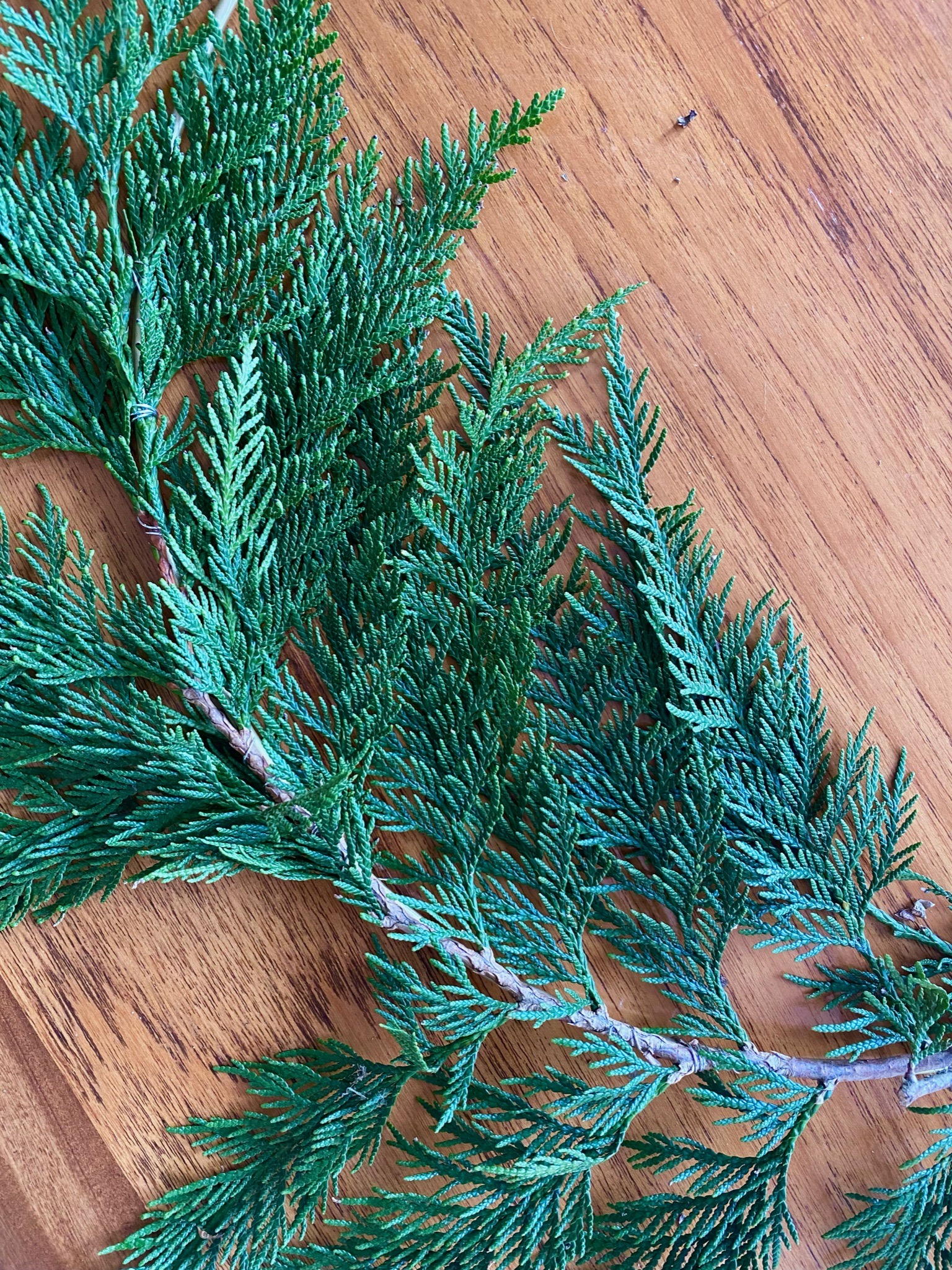 Modern Cedar and Dried Flower Holiday Wreath DIY