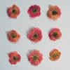 Dried Petals included in the 13 Mini Herb Kit
