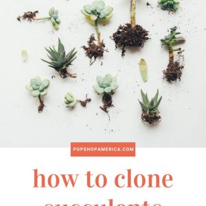 how to clone succulents pop shop america