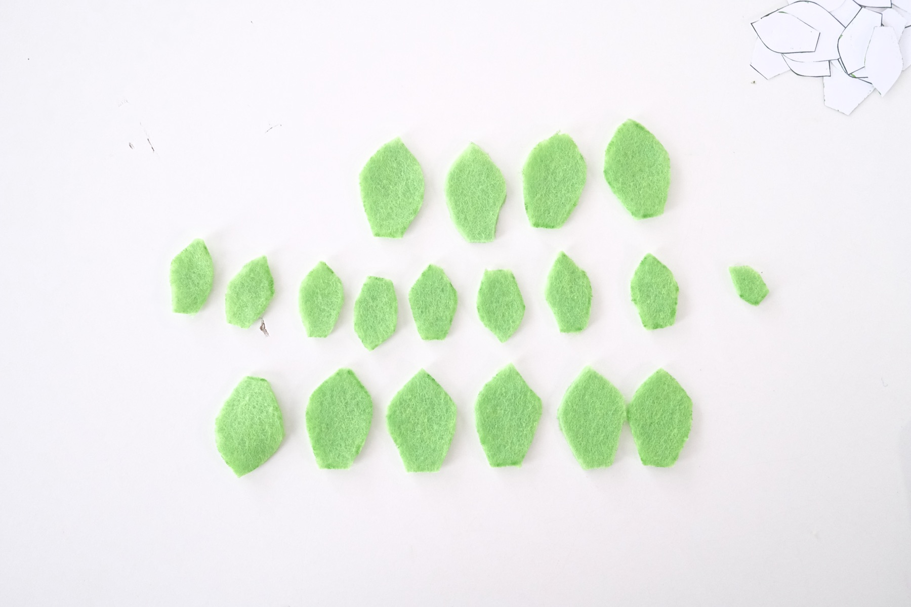 all the succulent leaves cut