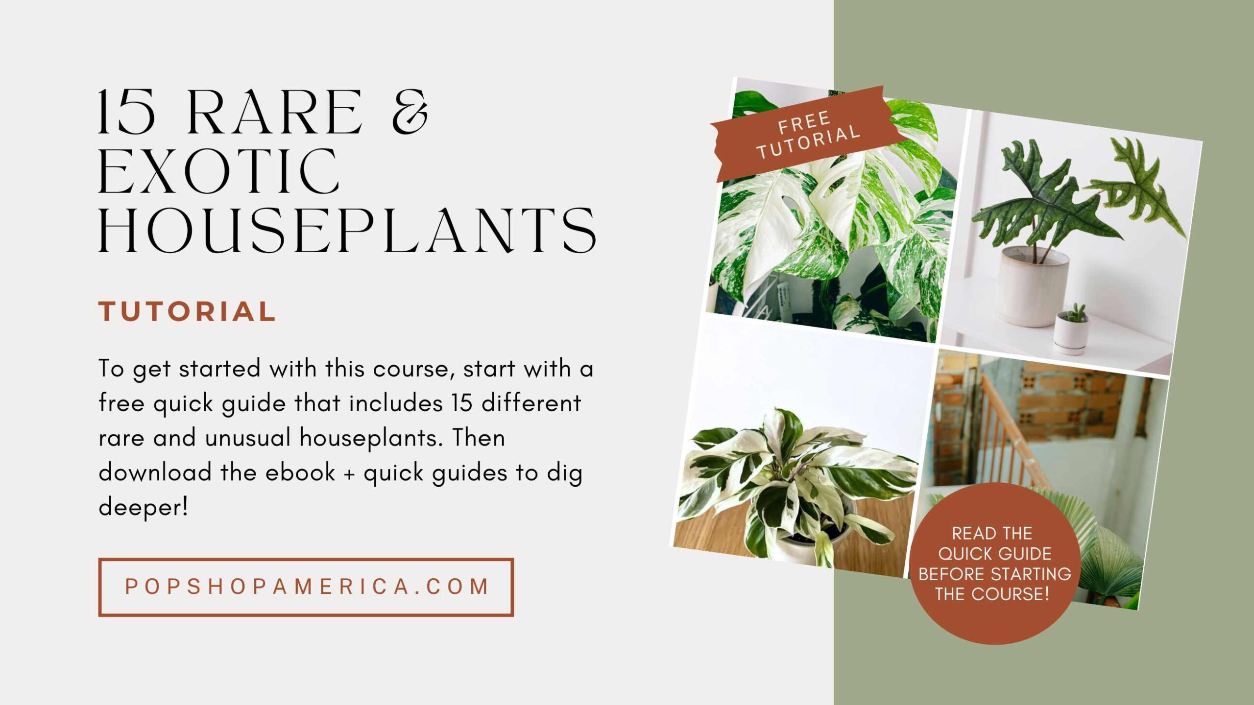 15 Rare Houseplants Blog Link Pop Shop America