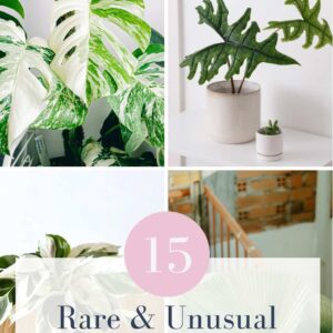 15 Rare and Unusual Houseplants Feature