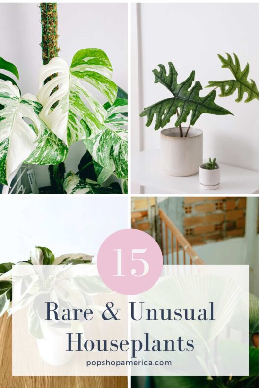 15 Rare and Unusual Houseplants Feature