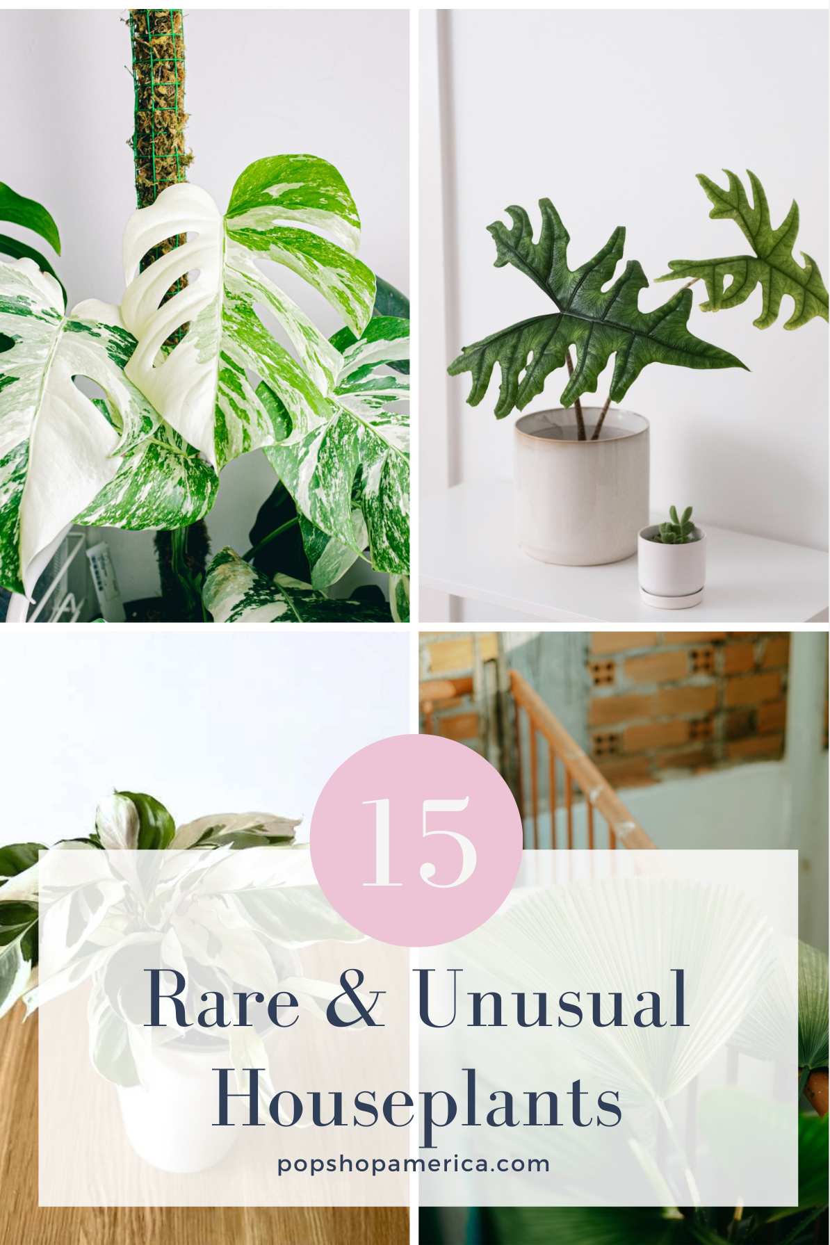 15 Rare and Exotic Houseplants to Add to Your Indoor Jungle