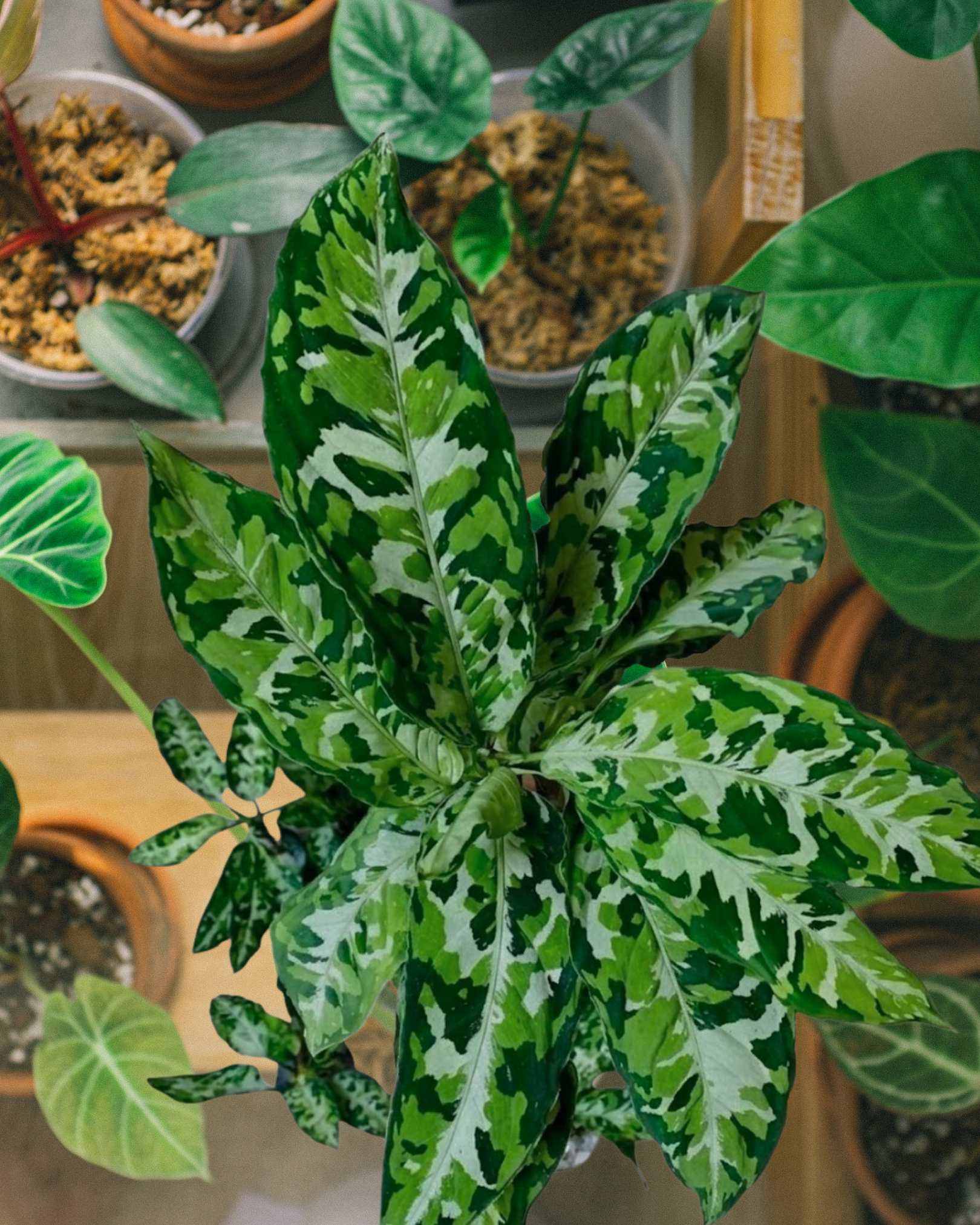 Aglaonema pictum Tricolor houseplants